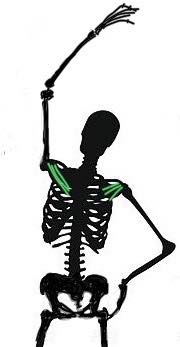Shoulder skeleton